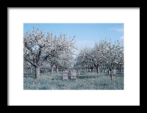 Apple Orchard In Full Spring Blossom