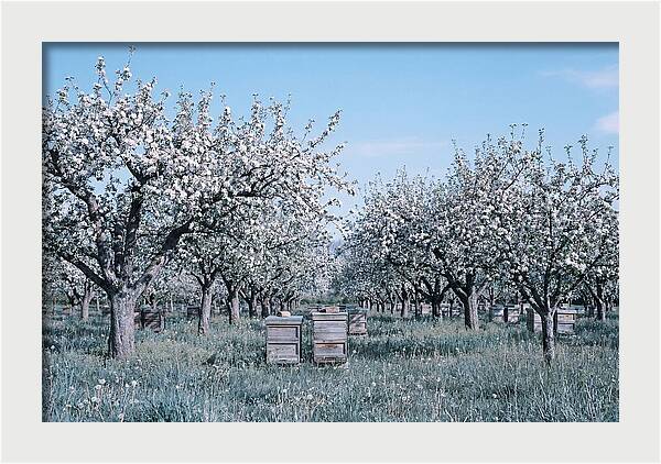 Apple Orchard In Full Spring Blossom