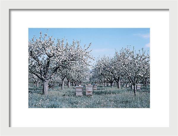 Apple Orchard In Full Spring Blossom