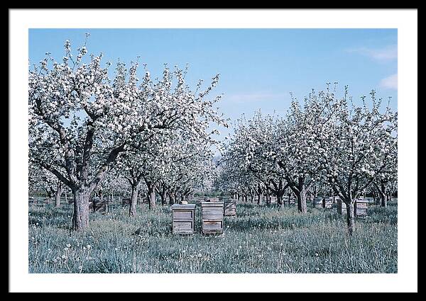 Apple Orchard In Full Spring Blossom