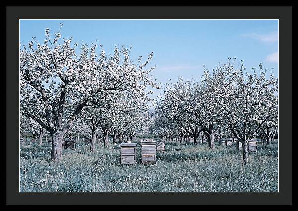 Apple Orchard In Full Spring Blossom