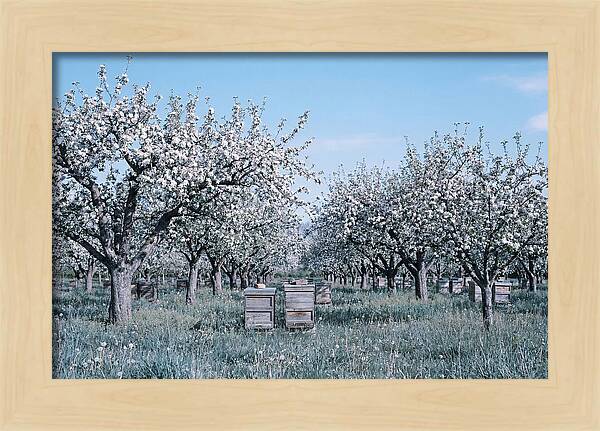 Apple Orchard In Full Spring Blossom