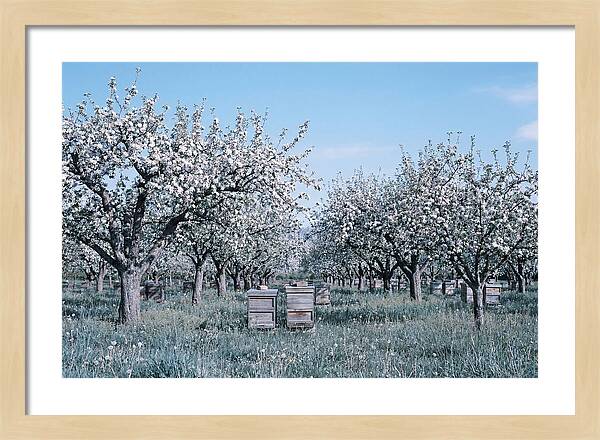 Apple Orchard In Full Spring Blossom