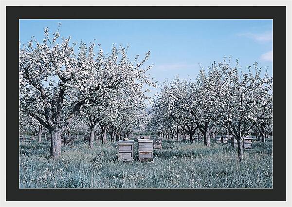 Apple Orchard In Full Spring Blossom