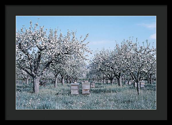 Apple Orchard In Full Spring Blossom