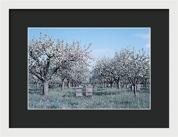 Apple Orchard In Full Spring Blossom