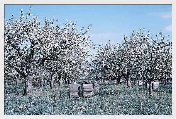 Apple Orchard In Full Spring Blossom