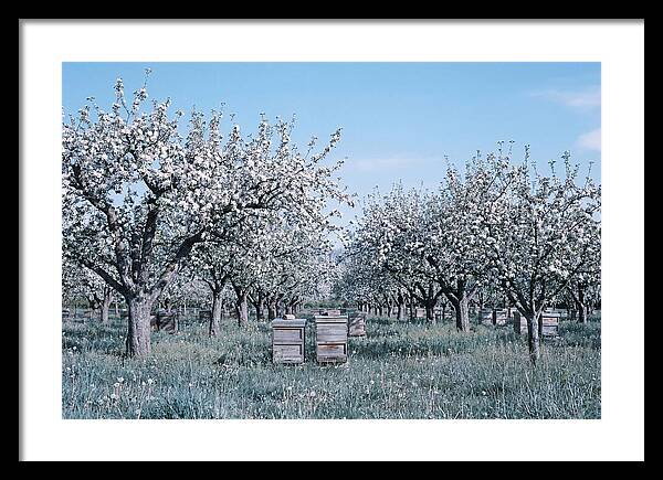 Apple Orchard In Full Spring Blossom