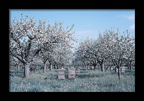 Apple Orchard In Full Spring Blossom
