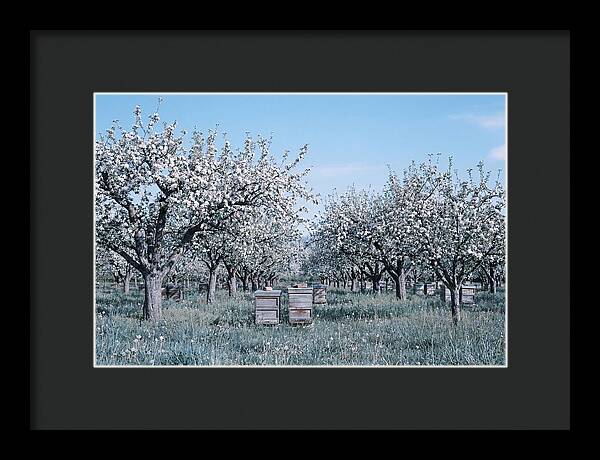 Apple Orchard In Full Spring Blossom