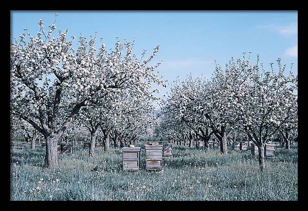Apple Orchard In Full Spring Blossom