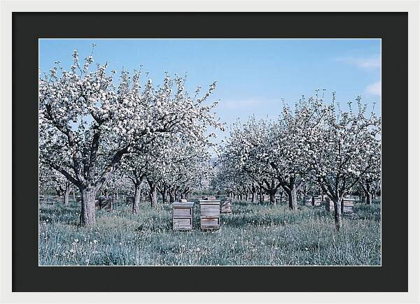 Apple Orchard In Full Spring Blossom