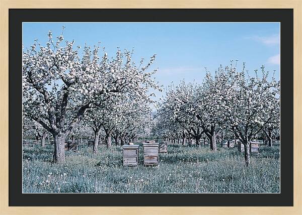 Apple Orchard In Full Spring Blossom