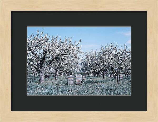 Apple Orchard In Full Spring Blossom