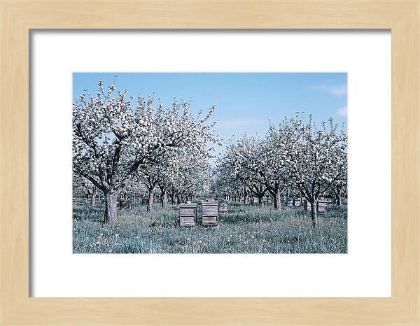 Apple Orchard In Full Spring Blossom