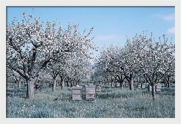Apple Orchard In Full Spring Blossom