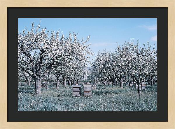 Apple Orchard In Full Spring Blossom