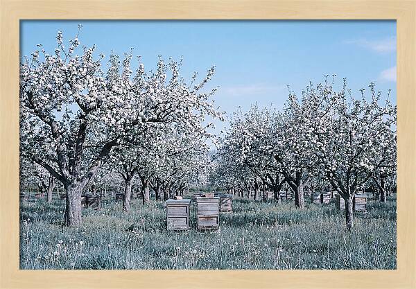Apple Orchard In Full Spring Blossom
