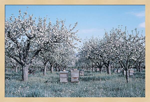 Apple Orchard In Full Spring Blossom