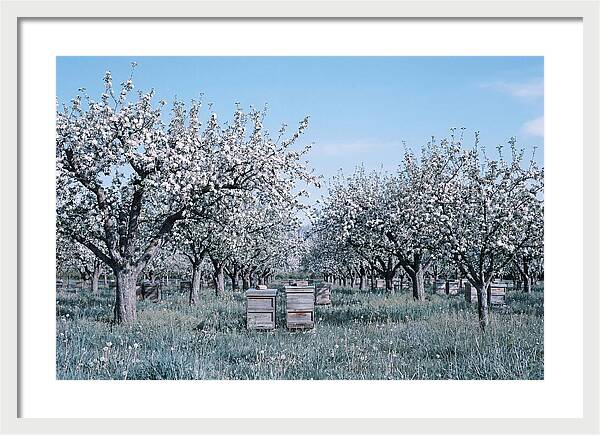 Apple Orchard In Full Spring Blossom