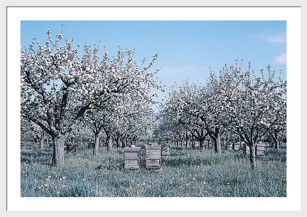 Apple Orchard In Full Spring Blossom
