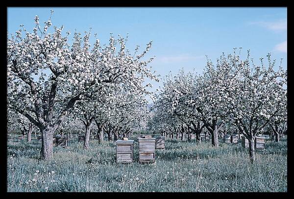 Apple Orchard In Full Spring Blossom