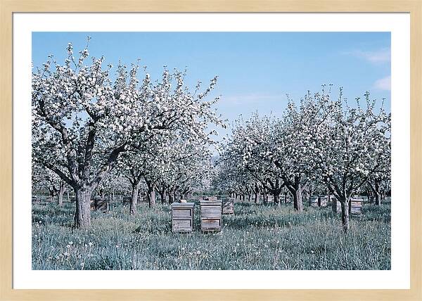 Apple Orchard In Full Spring Blossom