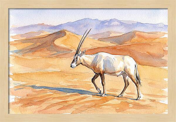 Arabian Oryx In Desert Landscape