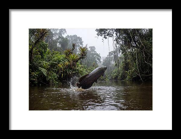Arapaima Leaping