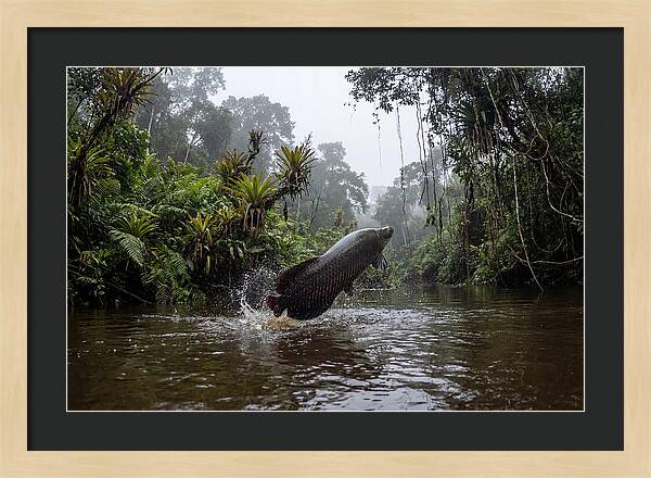 Arapaima Leaping