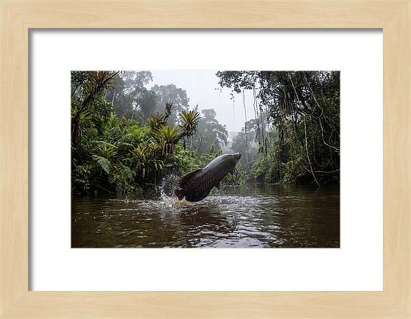 Arapaima Leaping