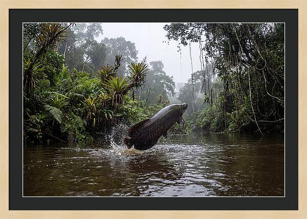 Arapaima Leaping
