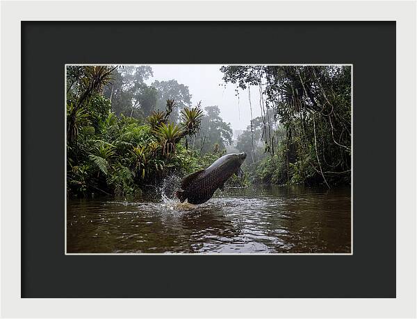 Arapaima Leaping