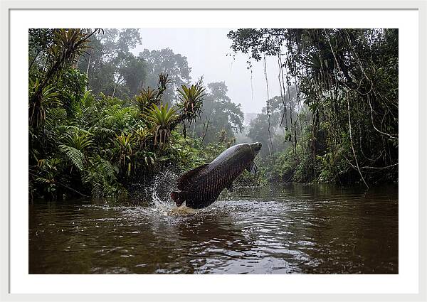 Arapaima Leaping