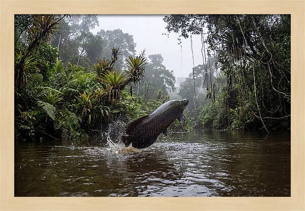 Arapaima Leaping