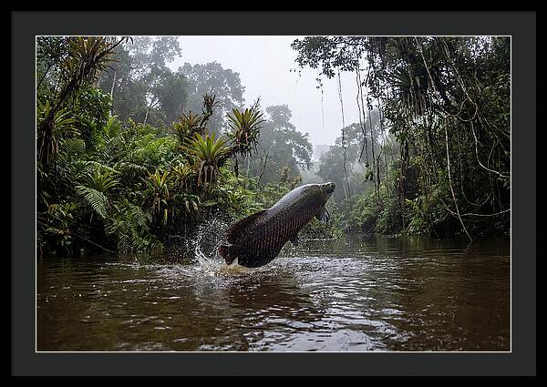 Arapaima Leaping