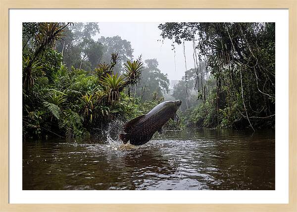 Arapaima Leaping