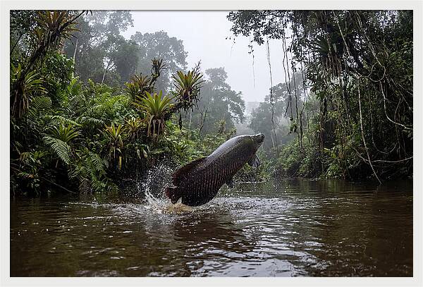 Arapaima Leaping