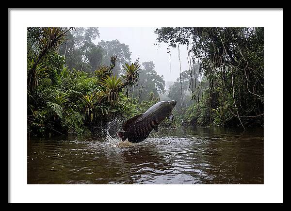 Arapaima Leaping
