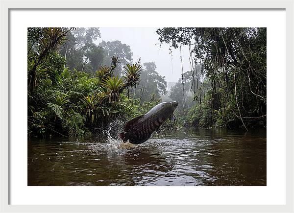 Arapaima Leaping