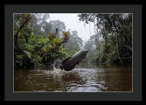 Arapaima Leaping