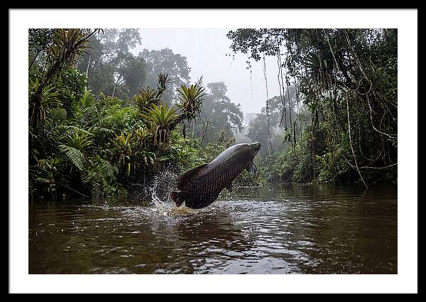Arapaima Leaping
