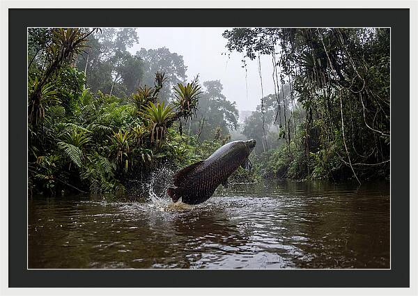 Arapaima Leaping