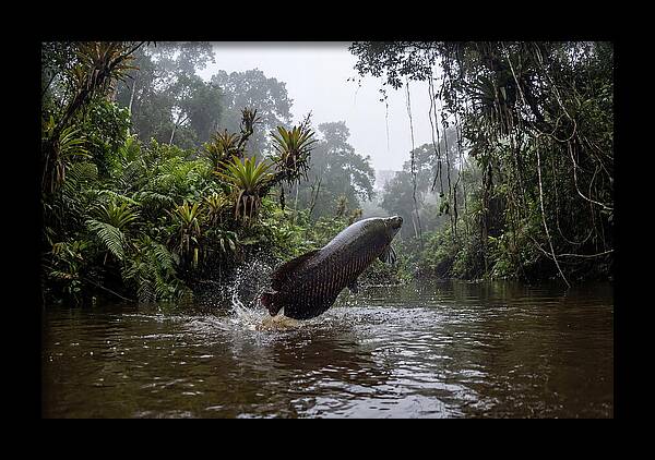 Arapaima Leaping