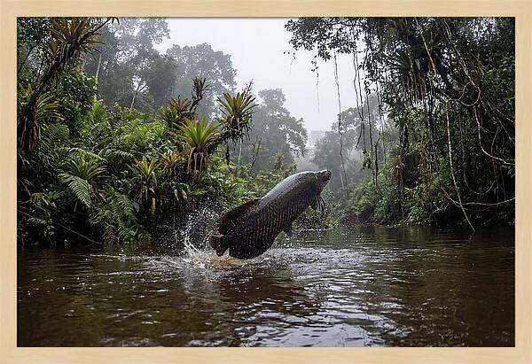Arapaima Leaping