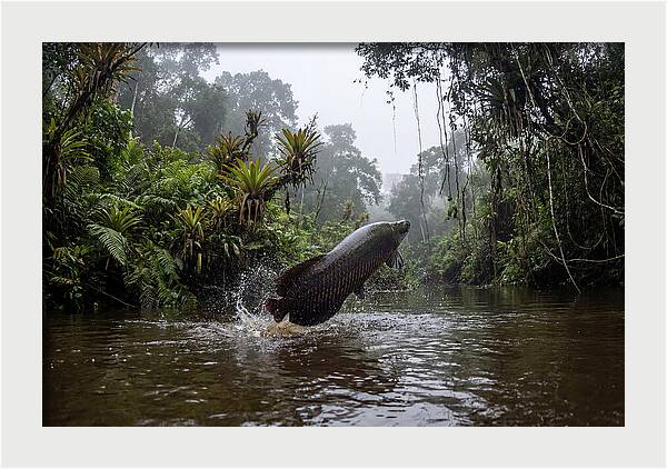 Arapaima Leaping