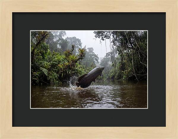 Arapaima Leaping