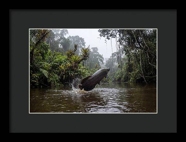 Arapaima Leaping