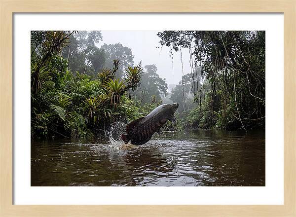 Arapaima Leaping
