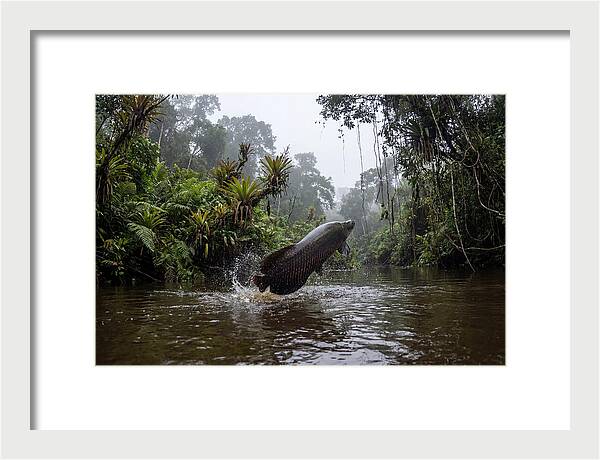 Arapaima Leaping